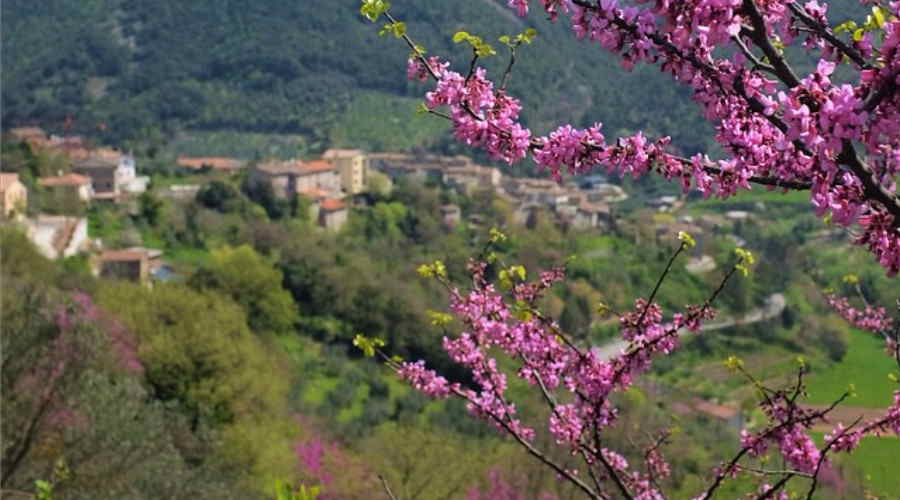 albero di giuda valnerina umbria