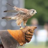 Conoscere l’arte della falconeria, un evento accessibile