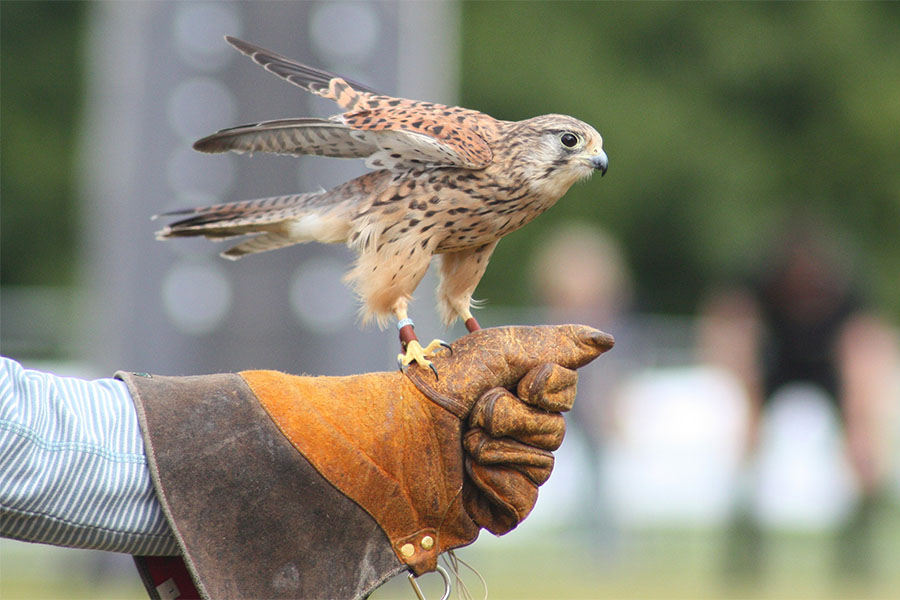 falconeria