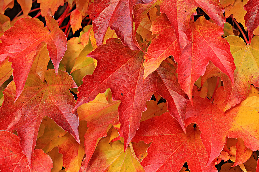Il foliage e lo spettacolo della natura in autunno