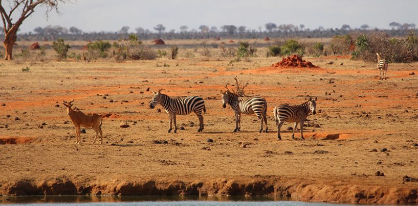Kenya, alla scoperta della natura d’Africa