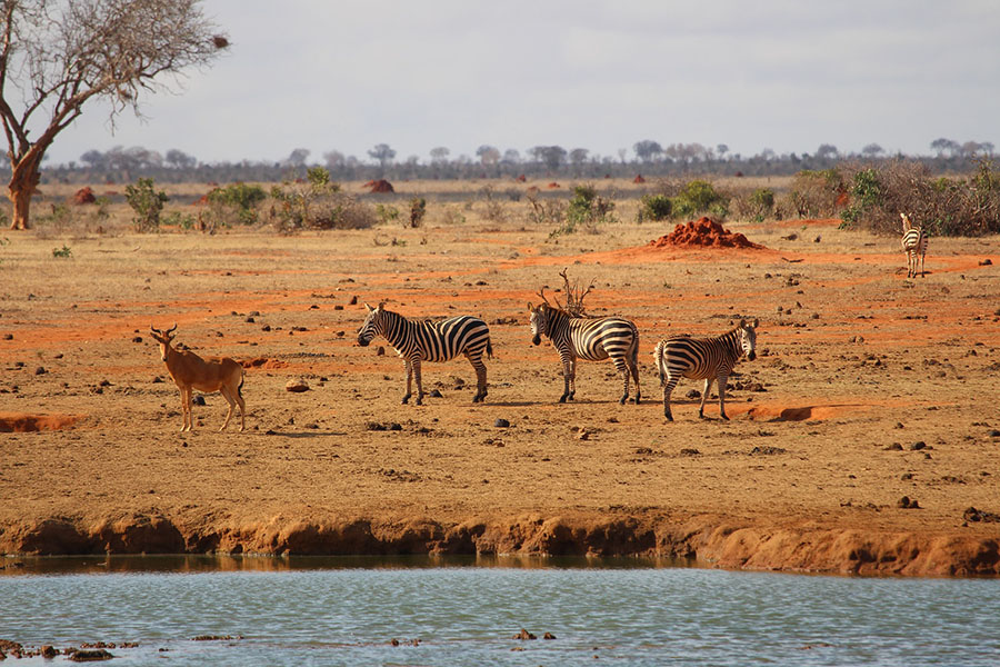 kenya africa