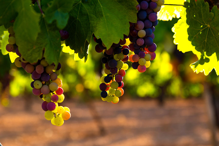 vignaioli naturali a roma vino vini uva enologia enogastronomia