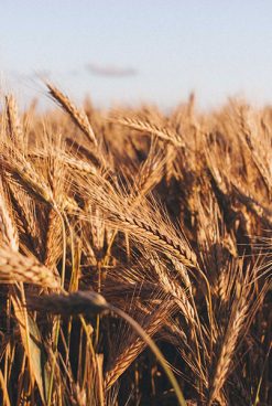 Cerealia 2022, la festa dei cereali in sette regioni