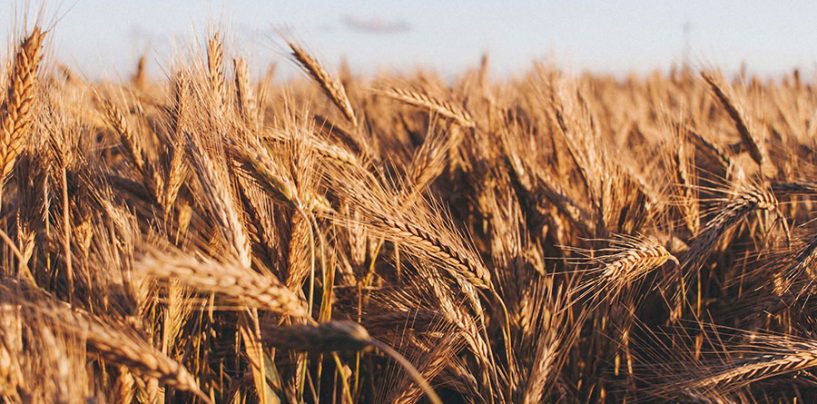 Cerealia 2022, la festa dei cereali in sette regioni