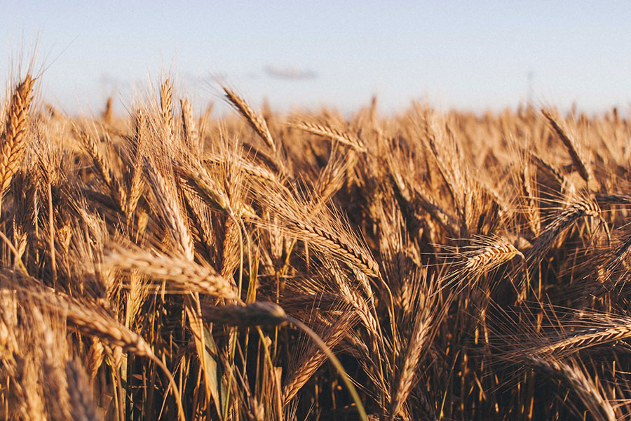 cerealia 2022 grano frumento