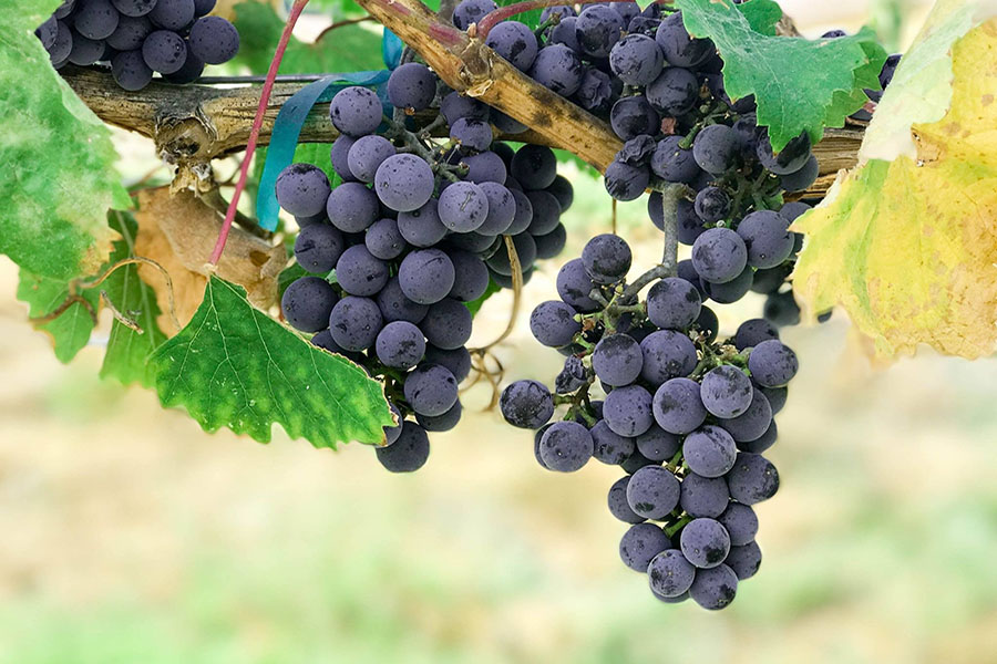 uva vino grappolo vini uve vignaioli artigiani naturali